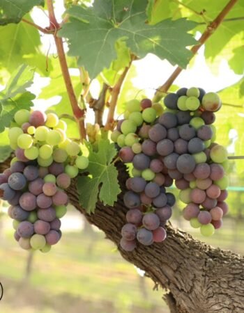 Casa Vitivinícola Bodegas De Cote