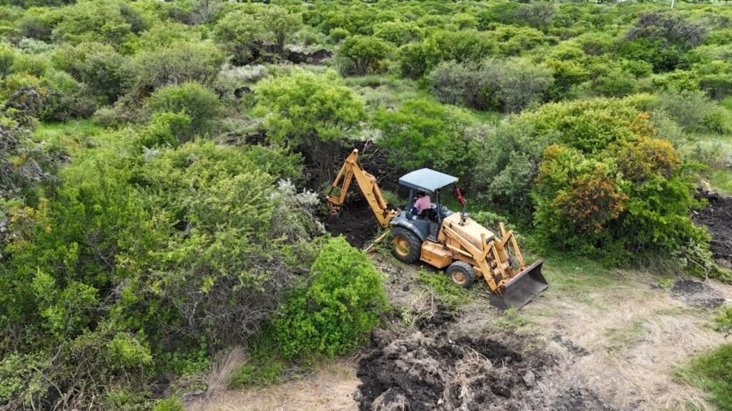 trasplantar árboles nativos | El Marqués