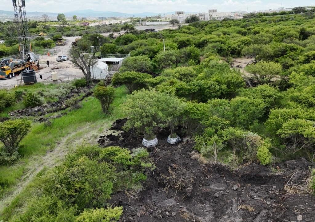 trasplantar árboles nativos | El Marqués