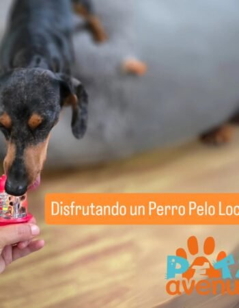 Pets Avenue