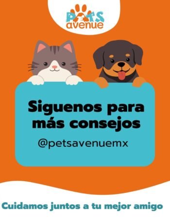 Pets Avenue