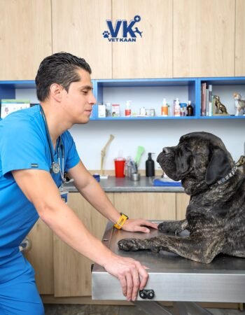 Vet Kaan