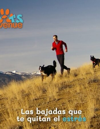 Pets Avenue