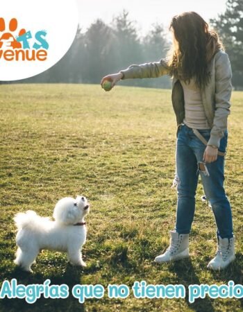 Pets Avenue