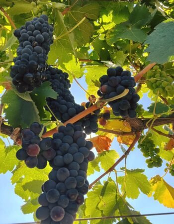 Vineyards La Redonda