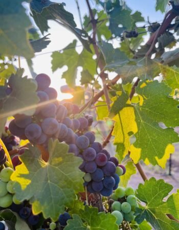 Vineyards La Redonda