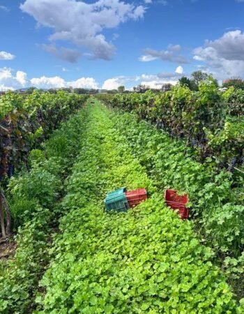 Vineyards La Redonda