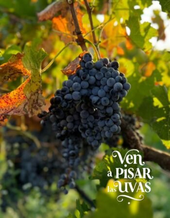 Vineyards La Redonda