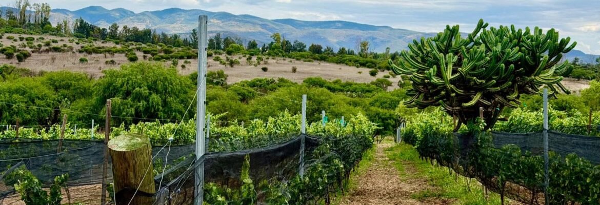Puente Josefa Vineyards