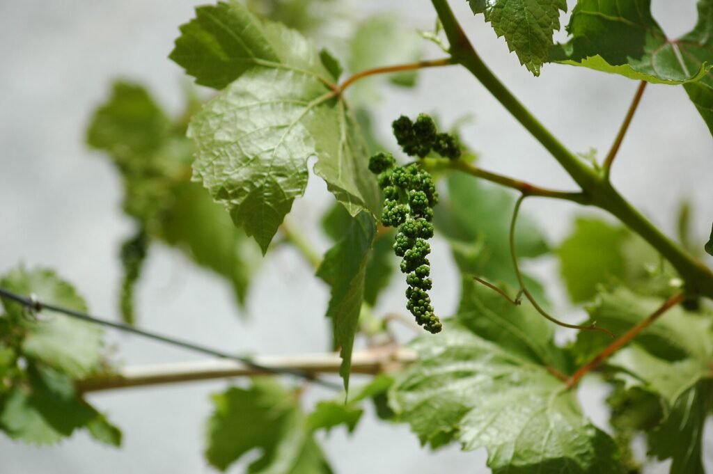 Grape vine in a vineyard