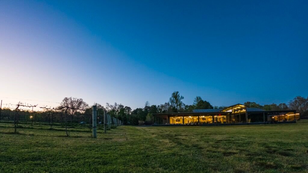 Vineyard at sunset