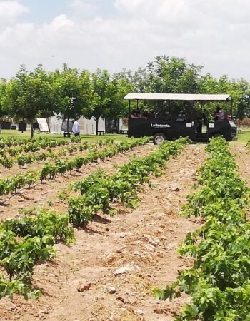 Vineyards La Redonda