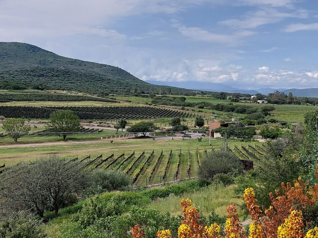 Región vitivinícola